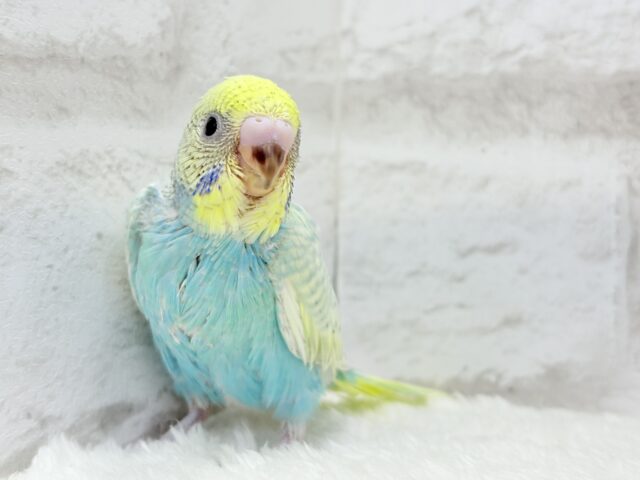 【最新画像・動画更新🪄もうすぐひとり餌☆】パステル🪅メリーゴーランド🐣🎡セキセイインコ(パステルカラーレインボースパングル) ヒナ セキセイインコ