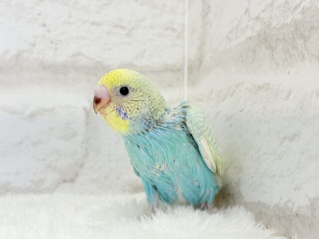 【最新画像・動画更新🪄もうすぐひとり餌☆】パステル🪅メリーゴーランド🐣🎡セキセイインコ(パステルカラーレインボースパングル) ヒナ セキセイインコ
