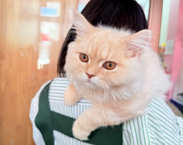最新画像📸ラガマフィン(クリームタビー)男の子♫肩乗りにゃんこになりました〜 ラガマフィン