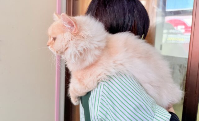 最新画像📸ラガマフィン(クリームタビー)男の子♫肩乗りにゃんこになりました〜 ラガマフィン