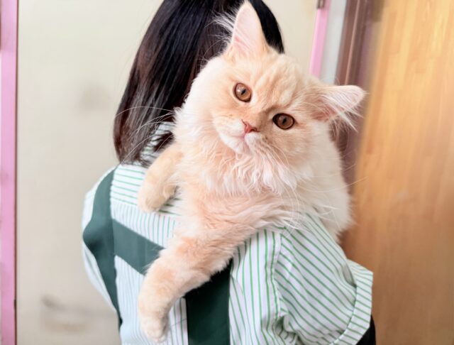 最新画像📸ラガマフィン(クリームタビー)男の子♫肩乗りにゃんこになりました〜 ラガマフィン