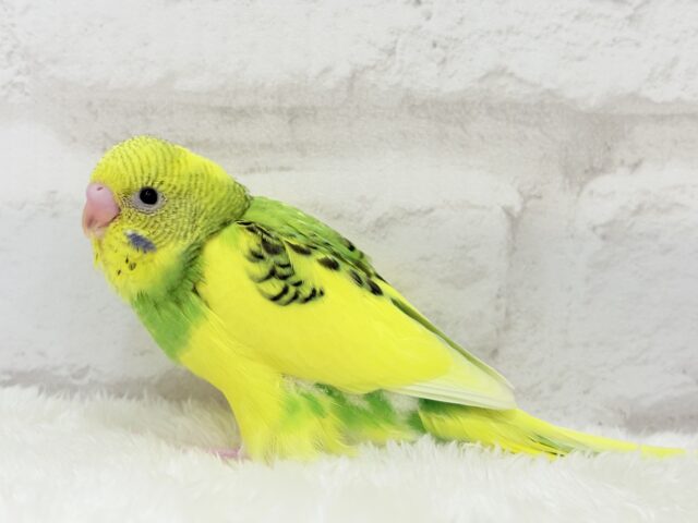 【最新画像更新🪄】ビビッと元気にビタミンカラー🐣★セキセイインコ(パイド) ヒナ セキセイインコ