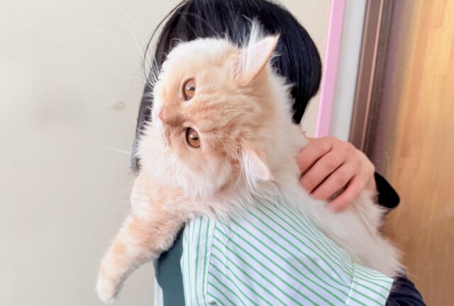 最新画像📸ラガマフィン(クリームタビー)男の子♫肩乗りにゃんこになりました〜 ラガマフィン