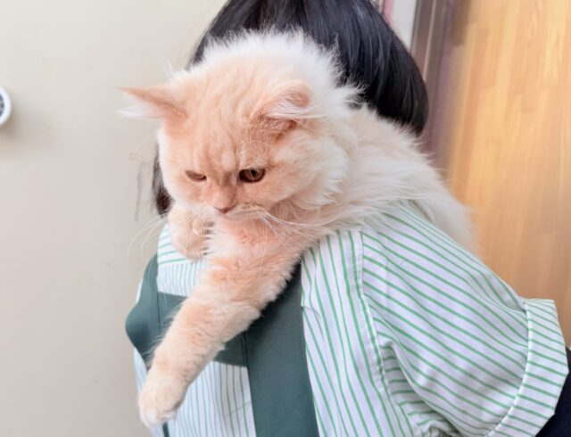 最新画像📸ラガマフィン(クリームタビー)男の子♫肩乗りにゃんこになりました〜 ラガマフィン