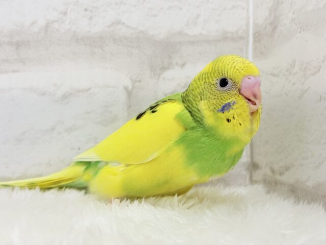 【最新画像更新🪄】ビビッと元気にビタミンカラー🐣★セキセイインコ(パイド) ヒナ セキセイインコ