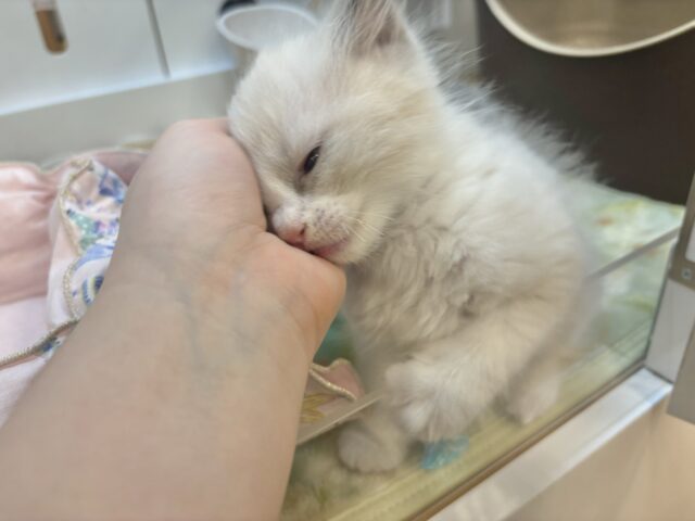 ラグドール