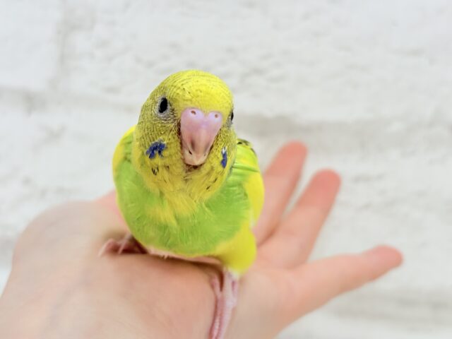 【最新画像更新🪄】ビビッと元気にビタミンカラー🐣★セキセイインコ(パイド) ヒナ セキセイインコ