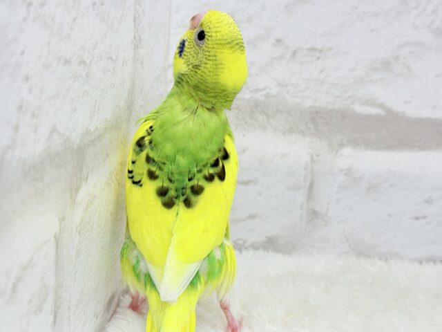 【最新画像更新🪄】ビビッと元気にビタミンカラー🐣★セキセイインコ(パイド) ヒナ セキセイインコ