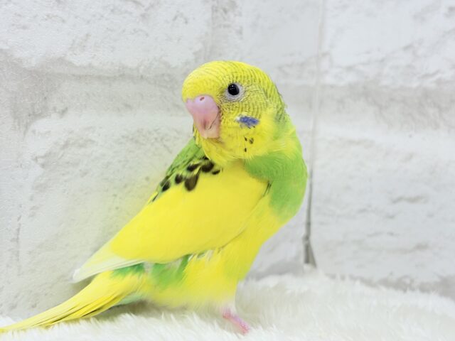 【最新画像更新🪄】ビビッと元気にビタミンカラー🐣★セキセイインコ(パイド) ヒナ セキセイインコ