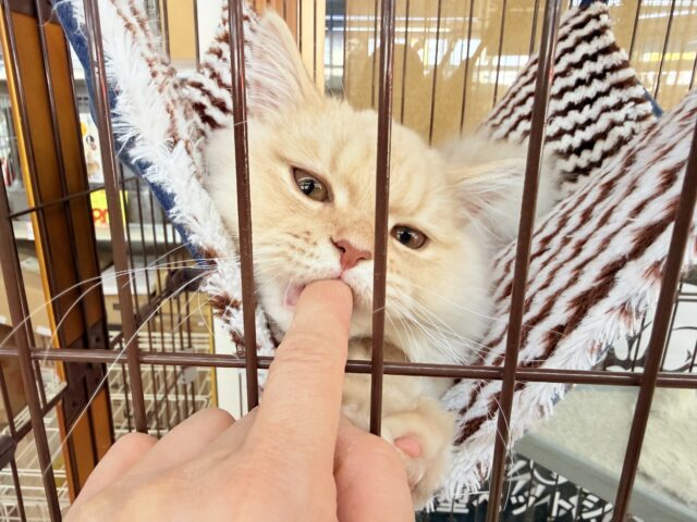 最新画像📸ラガマフィン(クリームタビー)男の子♫肩乗りにゃんこになりました〜 ラガマフィン