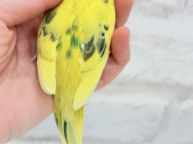 【最新画像更新🪄】ぶんぶんぶんっ🐝𓂃𓈒𓏸︎︎︎︎蜂蜜求めて🐣🍯セキセイインコ(黄色ハルクイン) ヒナ セキセイインコ