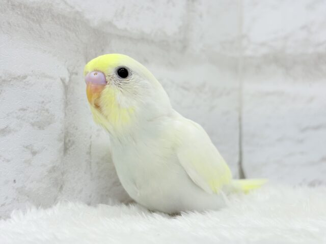 【最新画像更新🪄】ふんわり柔らか🧁𓂃𓈒𓏸︎︎︎︎セキセイインコ(クリーム) ヒナ セキセイインコ