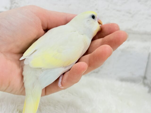 【最新画像更新🪄】ふんわり柔らか🧁𓂃𓈒𓏸︎︎︎︎セキセイインコ(クリーム) ヒナ セキセイインコ