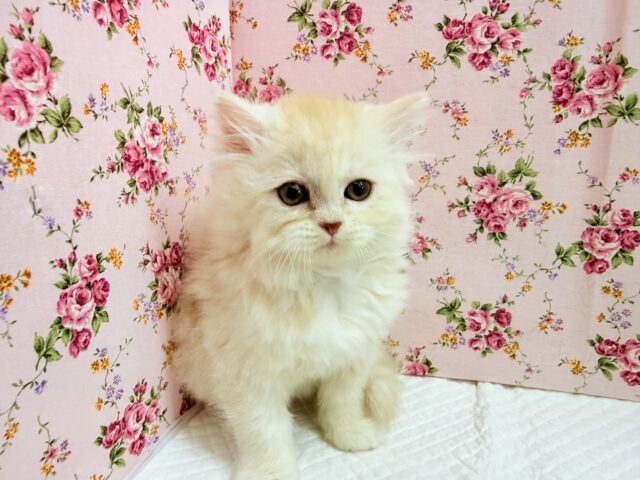 ミヌエット