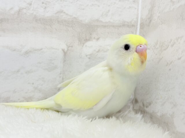 【最新画像更新🪄】ふんわり柔らか🧁𓂃𓈒𓏸︎︎︎︎セキセイインコ(クリーム) ヒナ セキセイインコ