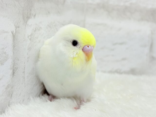 【最新画像更新🪄】ふんわり柔らか🧁𓂃𓈒𓏸︎︎︎︎セキセイインコ(クリーム) ヒナ セキセイインコ
