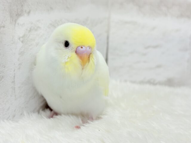 【最新画像更新🪄】ふんわり柔らか🧁𓂃𓈒𓏸︎︎︎︎セキセイインコ(クリーム) ヒナ セキセイインコ