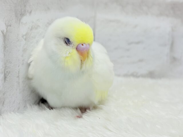【最新画像更新🪄】ふんわり柔らか🧁𓂃𓈒𓏸︎︎︎︎セキセイインコ(クリーム) ヒナ セキセイインコ