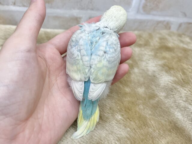 最新画像になります☆美麗な模様です✨✨ セキセイインコ(パステルレインボースパングル) セキセイインコ