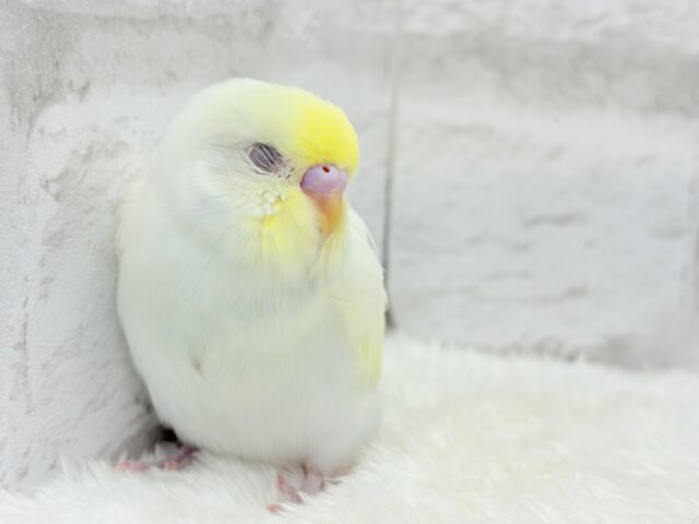 【最新画像更新🪄】ふんわり柔らか🧁𓂃𓈒𓏸︎︎︎︎セキセイインコ(クリーム) ヒナ セキセイインコ
