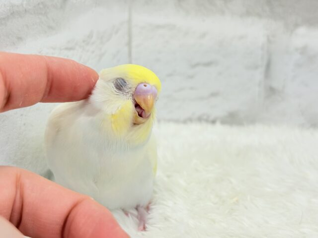 【最新画像更新🪄】ふんわり柔らか🧁𓂃𓈒𓏸︎︎︎︎セキセイインコ(クリーム) ヒナ セキセイインコ