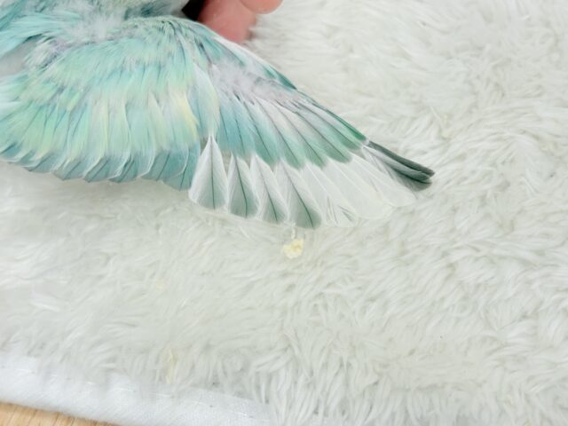 【最新画像更新🪄】フレッシュ🫧シャリシャリ❄️青リンゴ🐣🍏コザクラインコ(ブルーチェリーパイド) ヒナ コザクラインコ(小桜インコ)