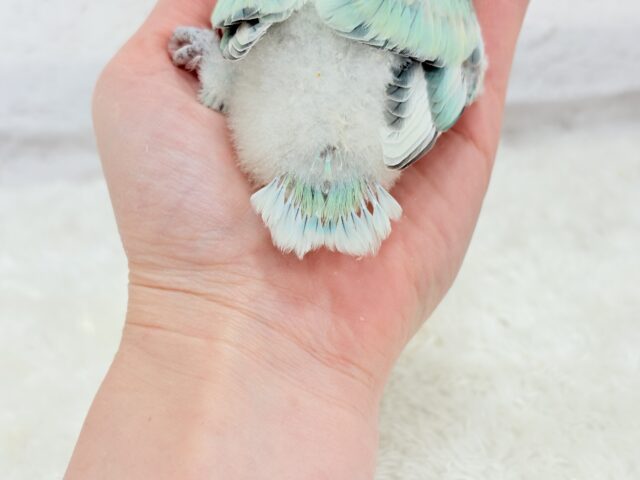 【最新画像更新🪄】フレッシュ🫧シャリシャリ❄️青リンゴ🐣🍏コザクラインコ(ブルーチェリーパイド) ヒナ コザクラインコ(小桜インコ)