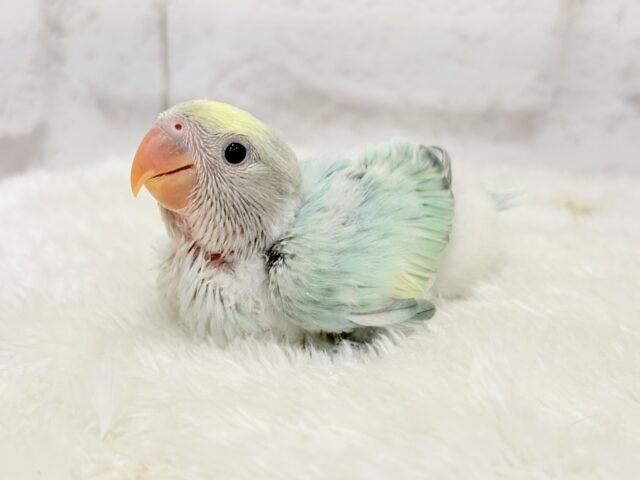 【最新画像更新🪄】フレッシュ🫧シャリシャリ❄️青リンゴ🐣🍏コザクラインコ(ブルーチェリーパイド) ヒナ コザクラインコ(小桜インコ)