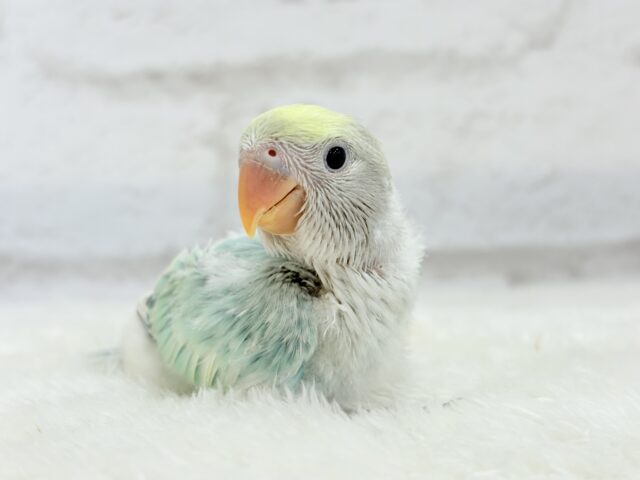 【最新画像更新🪄】フレッシュ🫧シャリシャリ❄️青リンゴ🐣🍏コザクラインコ(ブルーチェリーパイド) ヒナ コザクラインコ(小桜インコ)