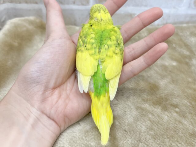 最新画像になります☆春到来🌸新緑カラー💛💚 セキセイインコ(スパングルパイド) セキセイインコ