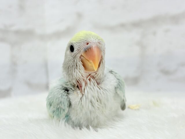 【最新画像更新🪄】フレッシュ🫧シャリシャリ❄️青リンゴ🐣🍏コザクラインコ(ブルーチェリーパイド) ヒナ コザクラインコ(小桜インコ)