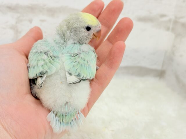 【最新画像更新🪄】フレッシュ🫧シャリシャリ❄️青リンゴ🐣🍏コザクラインコ(ブルーチェリーパイド) ヒナ コザクラインコ(小桜インコ)