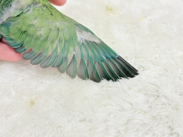 【最新画像更新🪄】食欲旺盛☆元気のカタマリッ(ง ˙꒳˙ )วコザクラインコ(ノーマル) ヒナ コザクラインコ(小桜インコ)