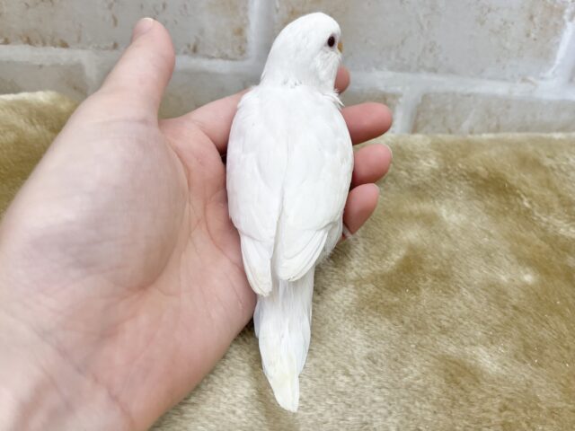 マシュマロたん🤍🍭 セキセイインコ(アルビノ) セキセイインコ