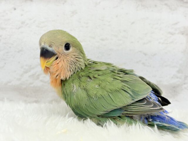 【最新画像更新🪄】食欲旺盛☆元気のカタマリッ(ง ˙꒳˙ )วコザクラインコ(ノーマル) ヒナ コザクラインコ(小桜インコ)