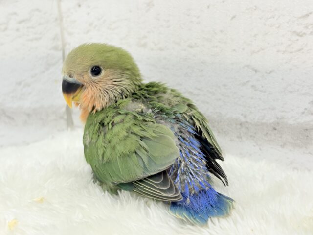 【最新画像更新🪄】食欲旺盛☆元気のカタマリッ(ง ˙꒳˙ )วコザクラインコ(ノーマル) ヒナ コザクラインコ(小桜インコ)