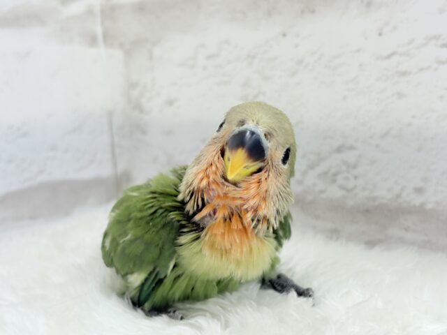 【最新画像更新🪄】食欲旺盛☆元気のカタマリッ(ง ˙꒳˙ )วコザクラインコ(ノーマル) ヒナ コザクラインコ(小桜インコ)