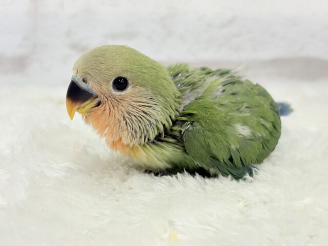 【最新画像更新🪄】食欲旺盛☆元気のカタマリッ(ง ˙꒳˙ )วコザクラインコ(ノーマル) ヒナ コザクラインコ(小桜インコ)