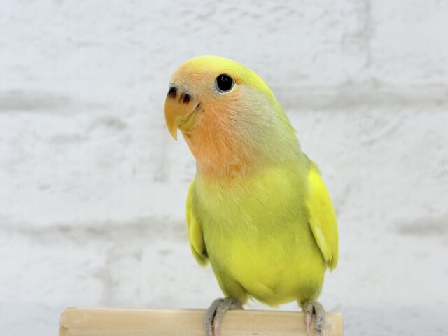 【最新画像更新🪄もうすぐひとり餌☆】フレッシュ🍋ビタミン🍊ブーケット💐コザクラインコ(タイガーチェリー) ヒナ コザクラインコ(小桜インコ)