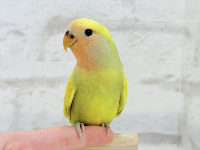 【最新画像更新🪄もうすぐひとり餌☆】フレッシュ🍋ビタミン🍊ブーケット💐コザクラインコ(タイガーチェリー) ヒナ コザクラインコ(小桜インコ)