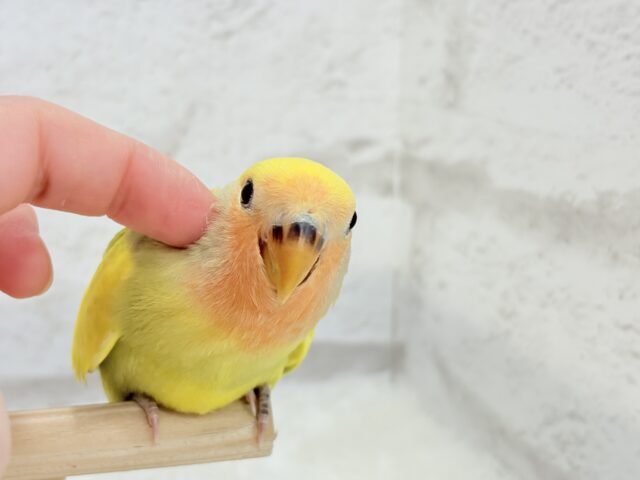 【最新画像更新🪄もうすぐひとり餌☆】フレッシュ🍋ビタミン🍊ブーケット💐コザクラインコ(タイガーチェリー) ヒナ コザクラインコ(小桜インコ)