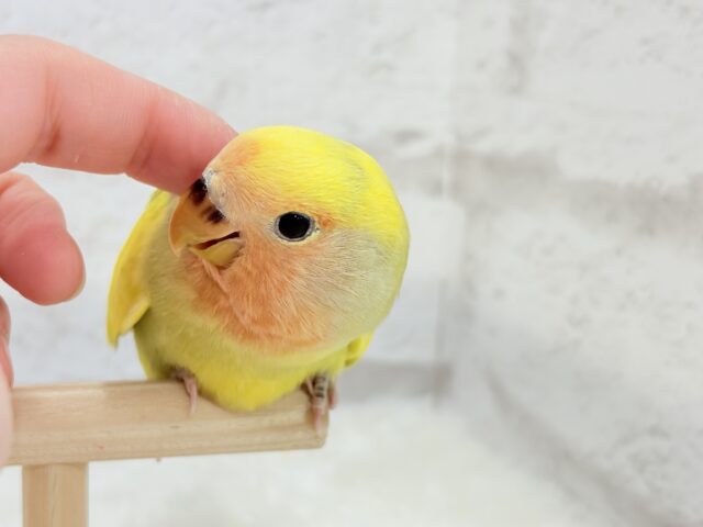 【最新画像更新🪄もうすぐひとり餌☆】フレッシュ🍋ビタミン🍊ブーケット💐コザクラインコ(タイガーチェリー) ヒナ コザクラインコ(小桜インコ)