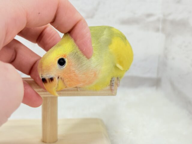 【最新画像更新🪄もうすぐひとり餌☆】フレッシュ🍋ビタミン🍊ブーケット💐コザクラインコ(タイガーチェリー) ヒナ コザクラインコ(小桜インコ)
