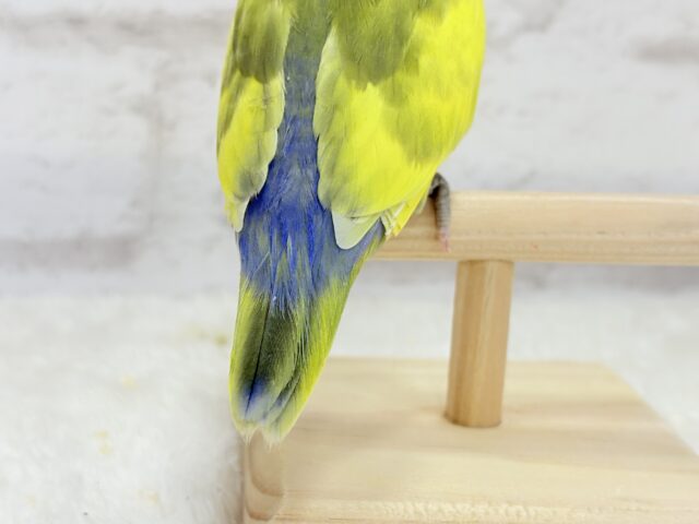 【最新画像更新🪄もうすぐひとり餌☆】フレッシュ🍋ビタミン🍊ブーケット💐コザクラインコ(タイガーチェリー) ヒナ コザクラインコ(小桜インコ)