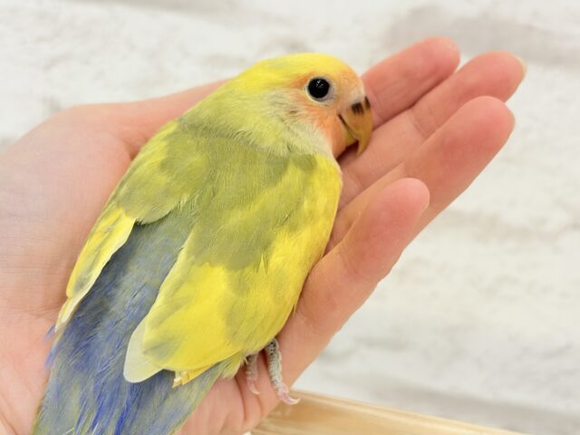 【最新画像更新🪄もうすぐひとり餌☆】フレッシュ🍋ビタミン🍊ブーケット💐コザクラインコ(タイガーチェリー) ヒナ コザクラインコ(小桜インコ)