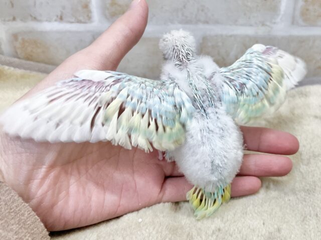 最新画像になります☆あぐーっ❗️元気いっぱい😆 セキセイインコ(パステルレインボースパングル) セキセイインコ