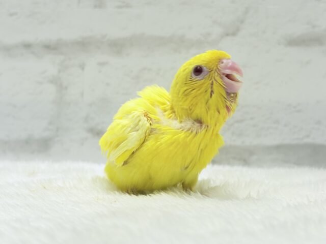 【最新画像更新🪄ひとり餌になりました☆】特徴的な歌声です~♩♩サザナミインコ(ルチノー) ヒナ サザナミインコ