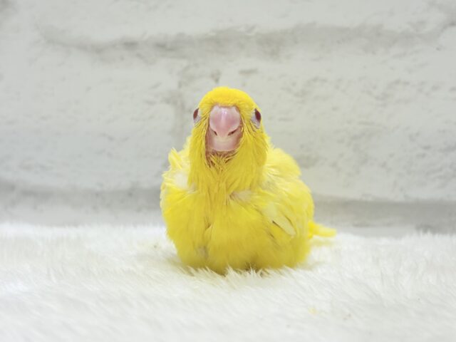 【最新画像更新🪄ひとり餌になりました☆】特徴的な歌声です~♩♩サザナミインコ(ルチノー) ヒナ サザナミインコ