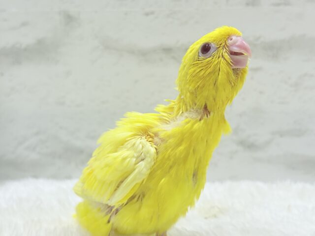 【最新画像更新🪄ひとり餌になりました☆】特徴的な歌声です~♩♩サザナミインコ(ルチノー) ヒナ サザナミインコ