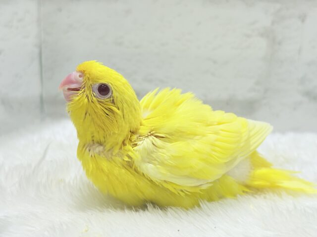 【最新画像更新🪄ひとり餌になりました☆】特徴的な歌声です~♩♩サザナミインコ(ルチノー) ヒナ サザナミインコ